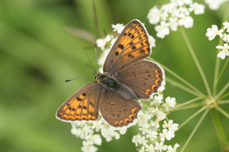 Lycaena tityrus: Bild 9