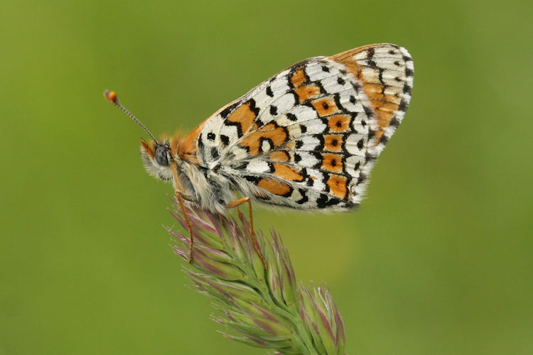 Melitaea cinxia: Bild 29