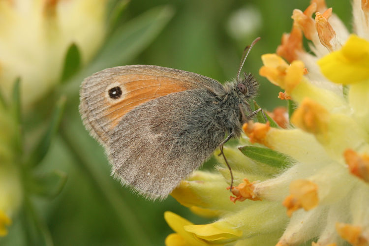 Coenonympha pamphilus: Bild 9