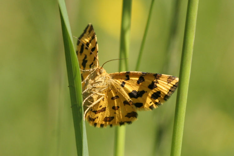 Pseudopanthera macularia: Bild 11