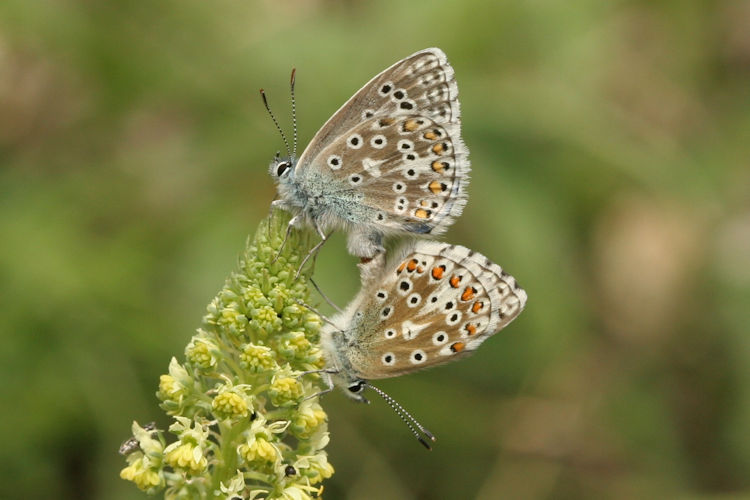 Lysandra bellargus: Bild 53