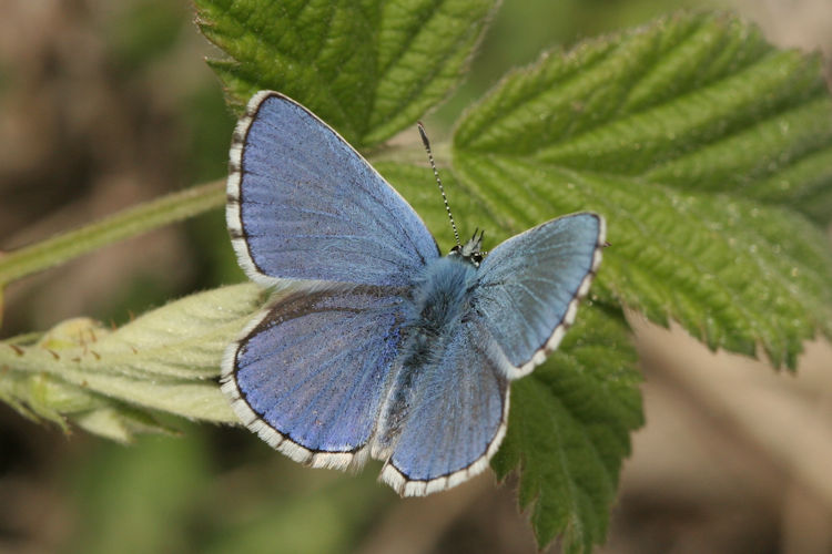 Lysandra bellargus: Bild 4