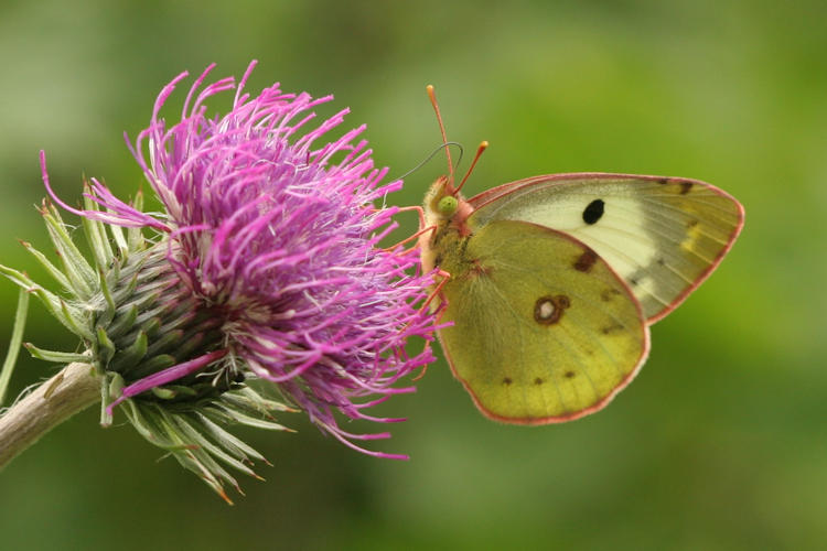 Colias alfacariensis: Bild 12