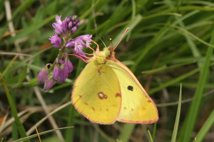 Colias alfacariensis: Bild 1