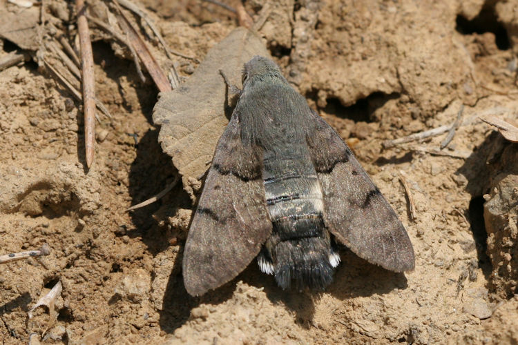 Macroglossum stellatarum: Bild 4