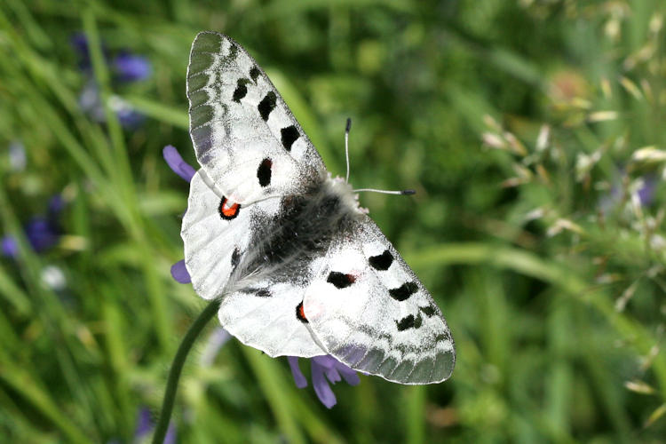 Parnassius apollo: Bild 2