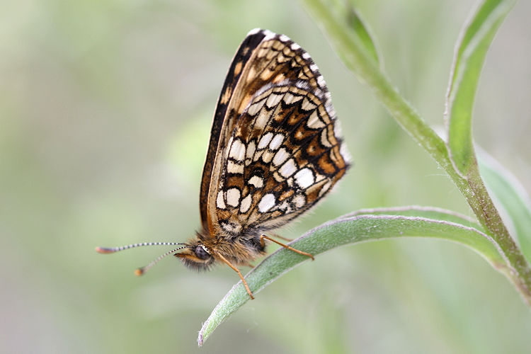 Melitaea diamina: Bild 17