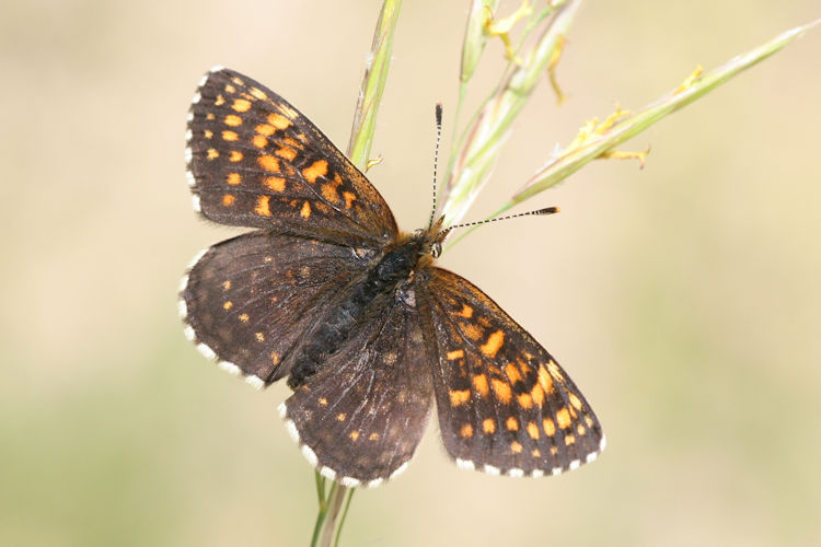 Melitaea diamina: Bild 3