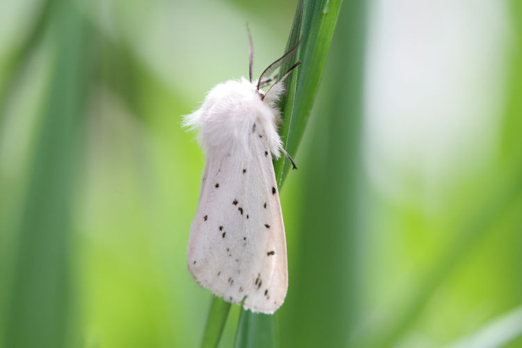 Spilosoma lubricipeda: Bild 3