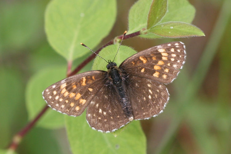 Melitaea diamina: Bild 4