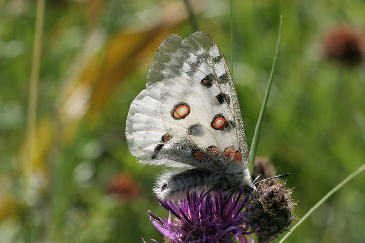 Parnassius apollo: Bild 25