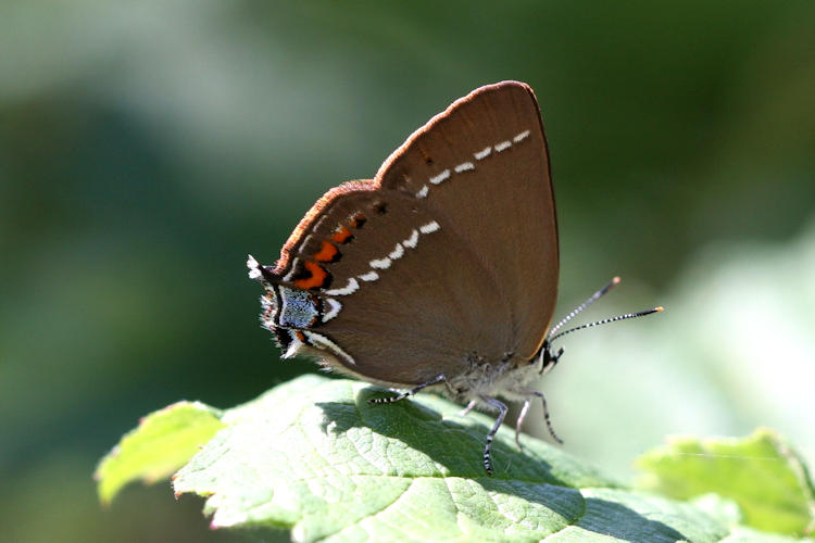 Satyrium spini: Bild 13