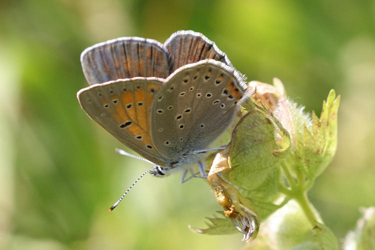 Lycaena hippothoe eurydame: Bild 22