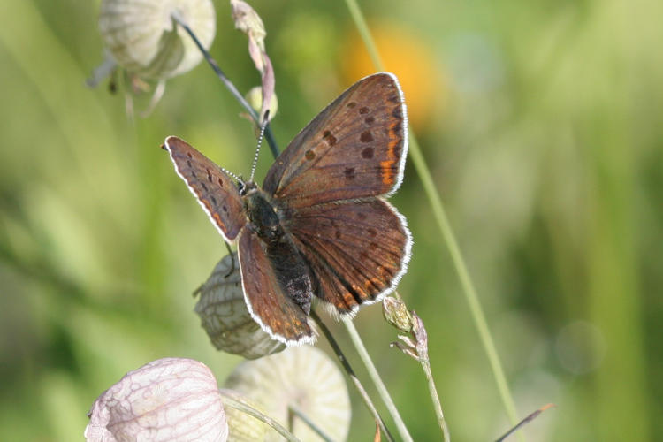 Lycaena tityrus subalpina: Bild 7