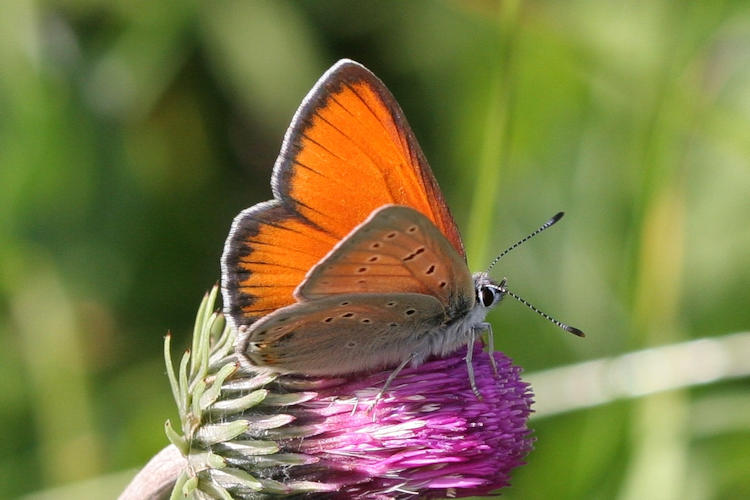 Lycaena hippothoe eurydame: Bild 2