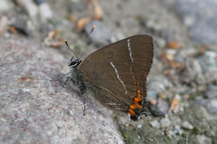 Satyrium w-album: Bild 1