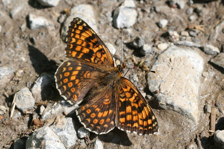 Melitaea phoebe: Bild 4