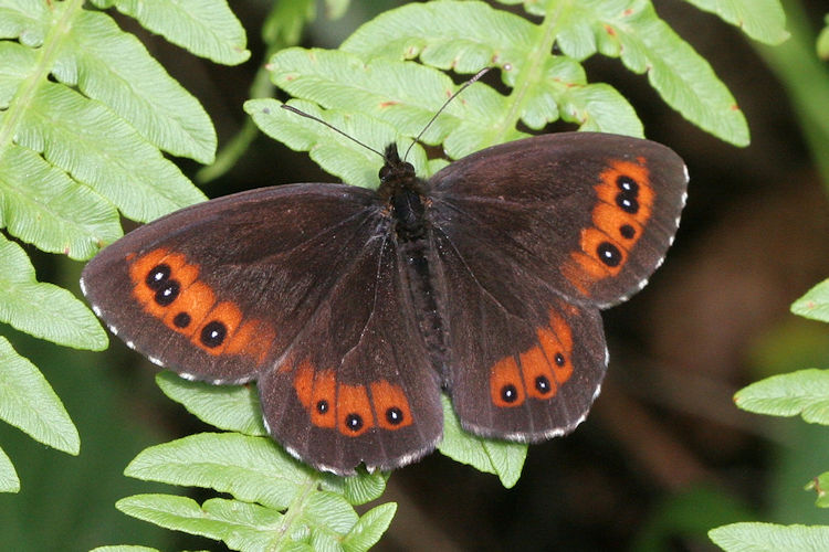 Erebia ligea carthusianorum: Bild 1