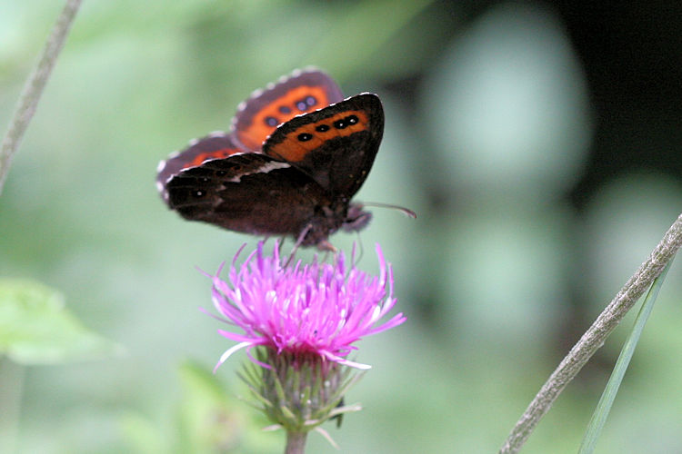 Erebia ligea carthusianorum: Bild 9