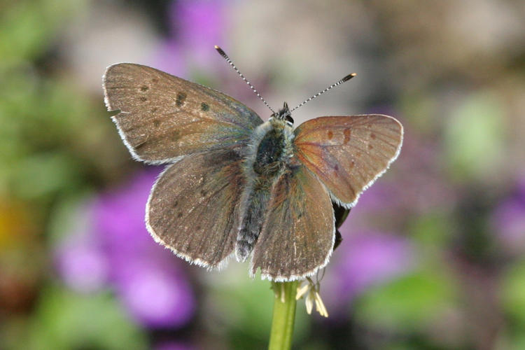 Lycaena tityrus subalpina: Bild 1