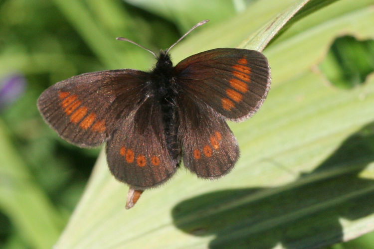 Erebia melampus: Bild 8