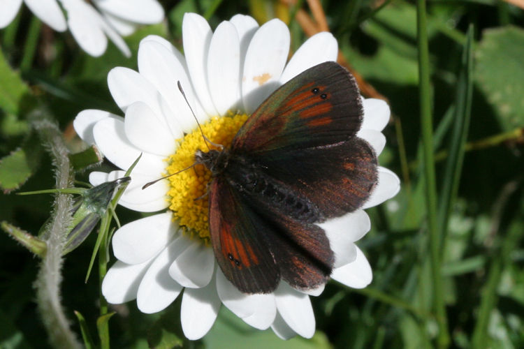 Erebia tyndarus: Bild 4