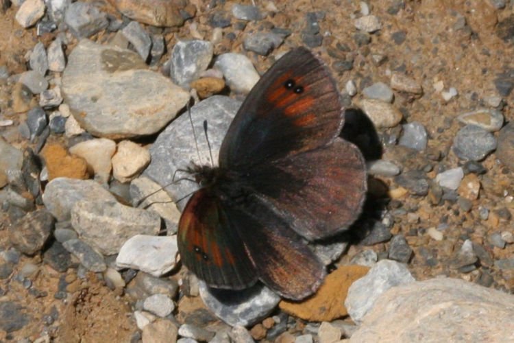 Erebia tyndarus: Bild 3