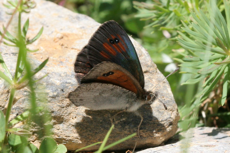 Erebia tyndarus: Bild 2