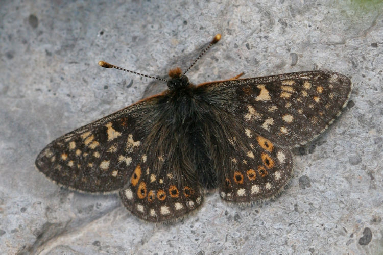 Euphydryas aurinia glaciegenita: Bild 5