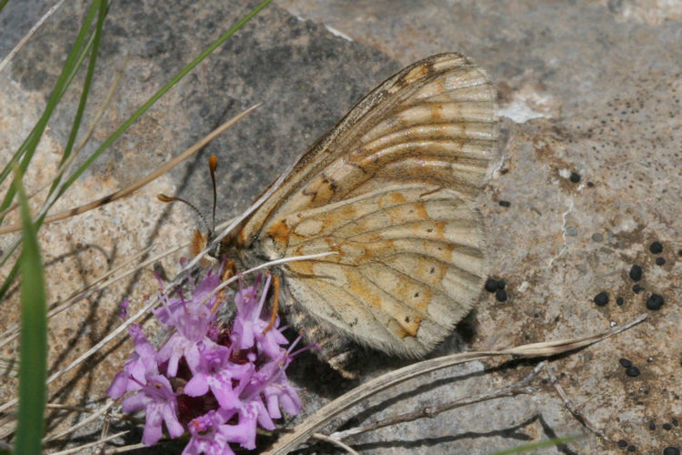 Euphydryas aurinia glaciegenita: Bild 27