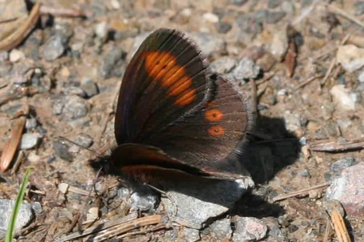 Erebia melampus: Bild 9