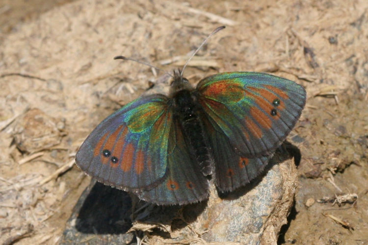 Erebia tyndarus: Bild 1