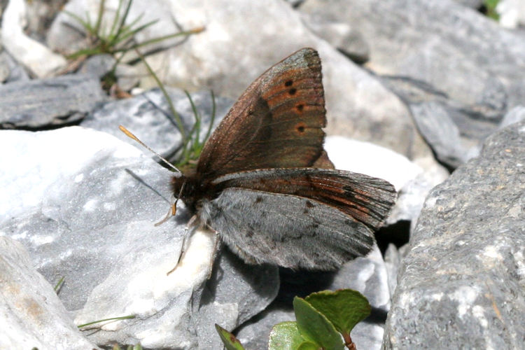 Erebia pandrose: Bild 5