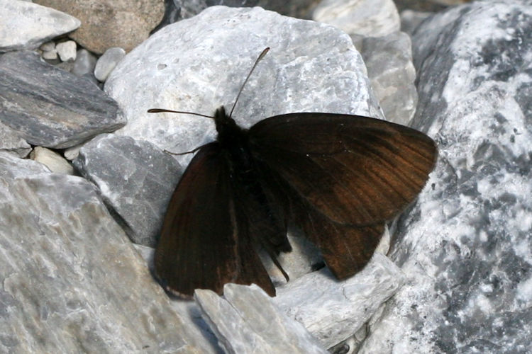 Erebia pluto anteborus: Bild 5