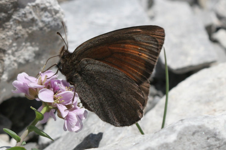 Erebia pluto anteborus: Bild 8