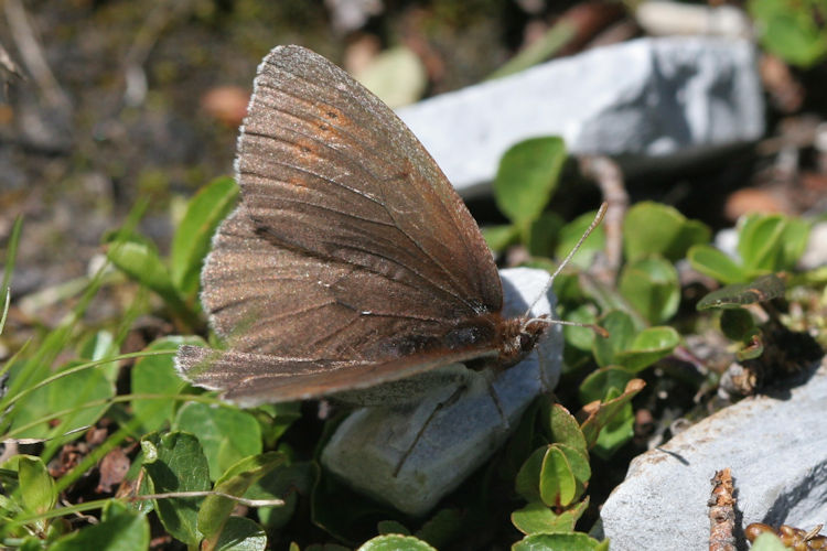 Erebia pandrose: Bild 1