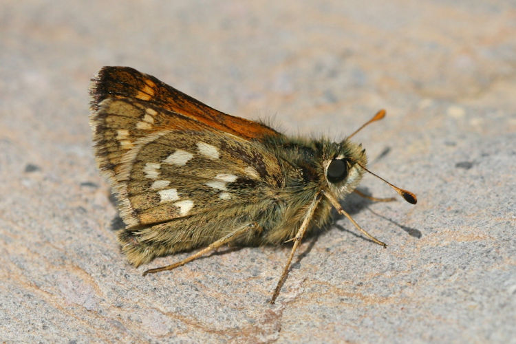 Hesperia comma: Bild 4