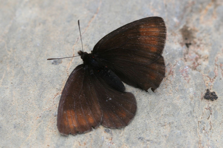 Erebia pluto anteborus: Bild 4