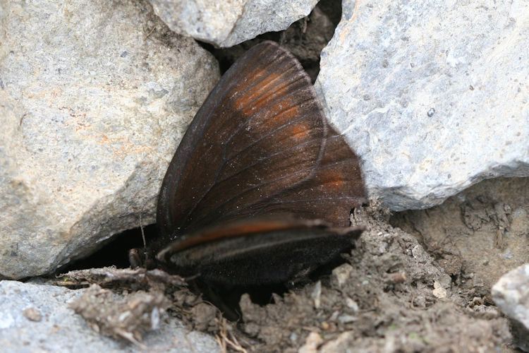 Erebia pluto anteborus: Bild 3