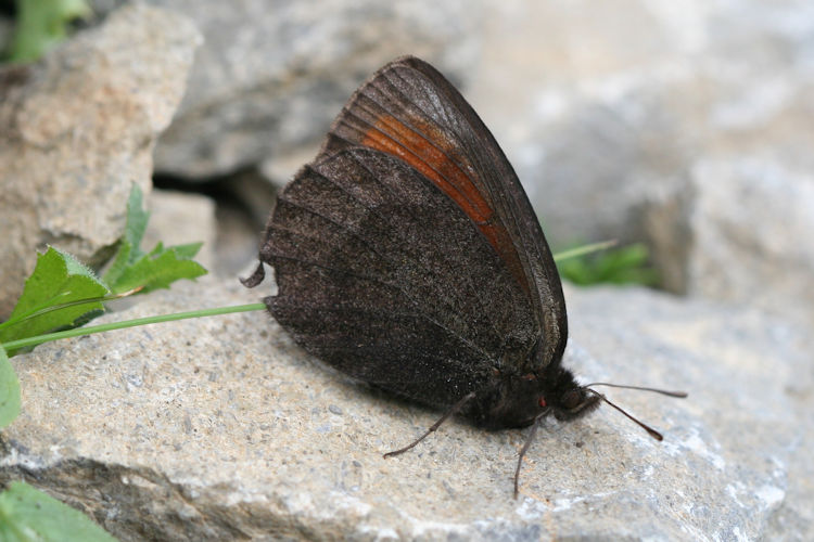 Erebia pluto anteborus: Bild 7