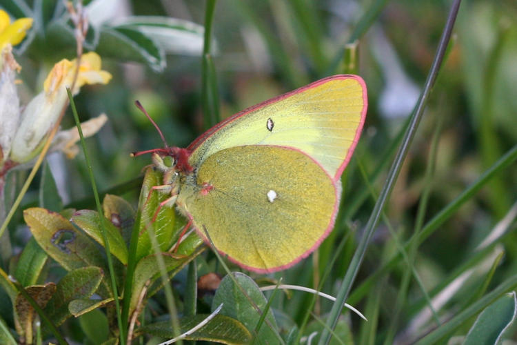 Colias palaeno europomene: Bild 4