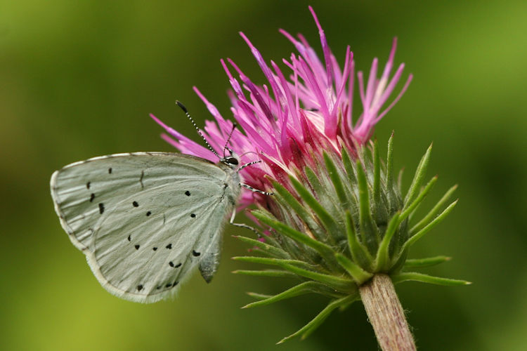 Celastrina argiolus: Bild 18