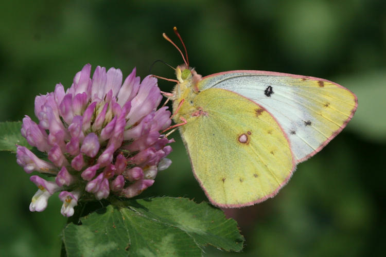 Colias hyale: Bild 7