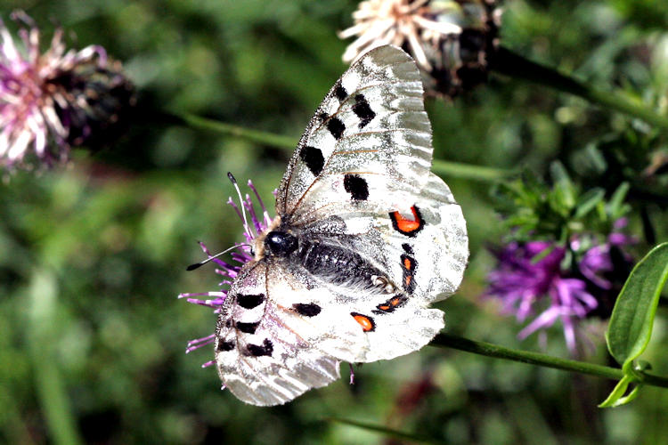 Parnassius apollo: Bild 19