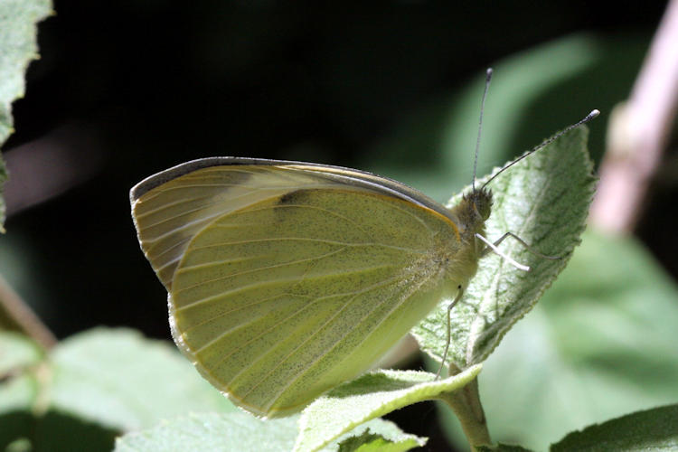 Pieris brassicae: Bild 15