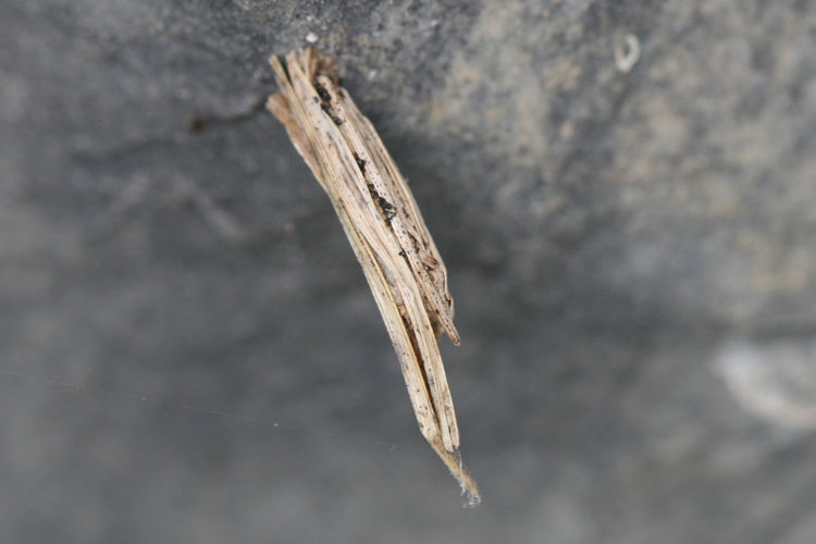 Epichnopterix alpina: Bild 1