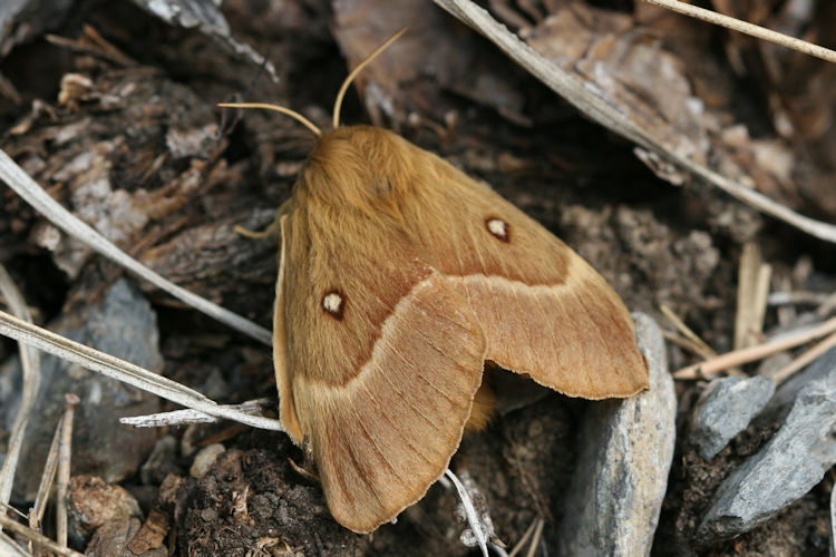 Lasiocampa quercus: Bild 12