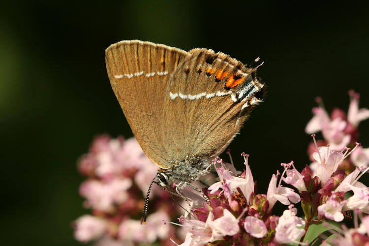 Satyrium spini: Bild 14