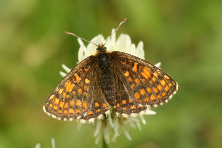 Melitaea aurelia: Bild 11