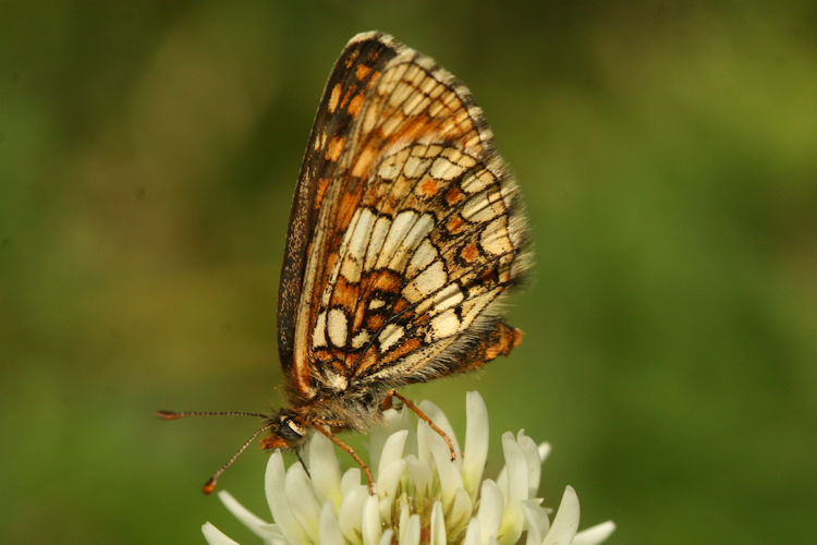 Melitaea aurelia: Bild 17